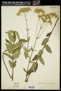 Eupatorium pilosum image