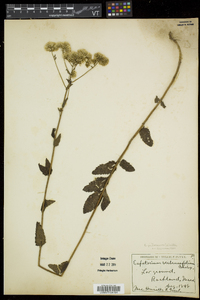 Eupatorium pilosum image