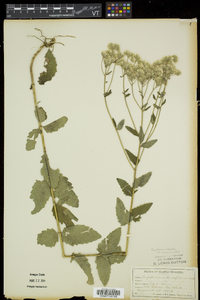 Eupatorium pilosum image