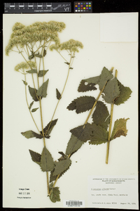 Eupatorium pilosum image