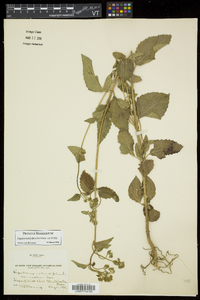 Eupatorium pubescens image