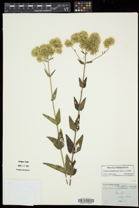 Eupatorium pubescens image