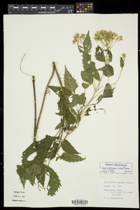 Ageratina aromatica image