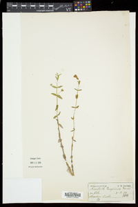 Gratiola aurea image