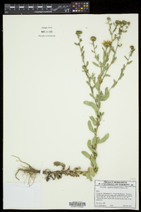 Grindelia squarrosa image