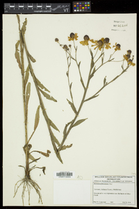 Helenium flexuosum image