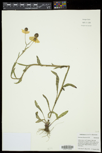 Helenium flexuosum image