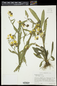 Helenium flexuosum image