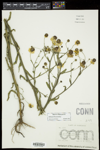 Helenium flexuosum image