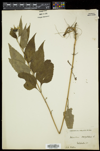 Helianthus decapetalus image