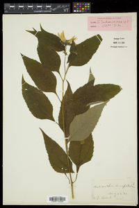 Helianthus decapetalus image