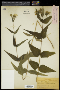 Helianthus divaricatus image