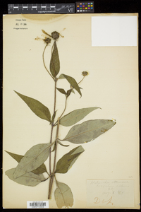 Helianthus strumosus image