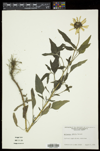 Helianthus debilis image