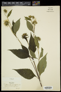 Helianthus decapetalus image