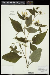 Helianthus decapetalus image