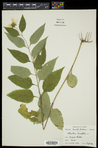 Helianthus decapetalus image