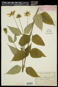 Helianthus decapetalus image