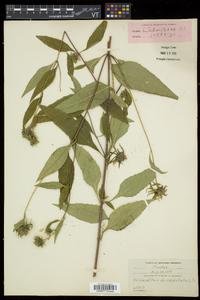 Helianthus decapetalus image