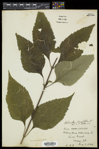 Helianthus decapetalus image