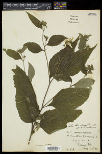 Helianthus decapetalus image