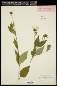 Helianthus decapetalus image