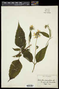 Helianthus decapetalus image