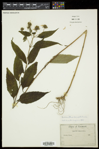 Helianthus decapetalus image