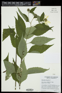 Helianthus decapetalus image