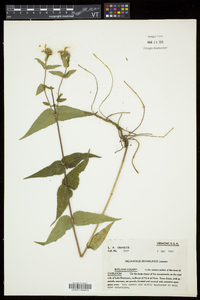 Helianthus divaricatus image