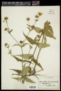 Helianthus divaricatus image