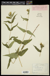 Helianthus divaricatus image