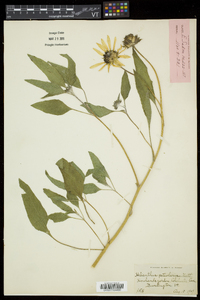 Helianthus petiolaris image