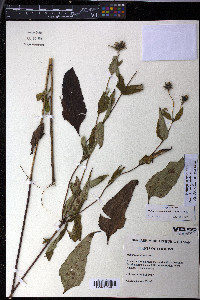 Helianthus decapetalus image