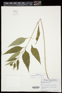 Helianthus decapetalus image