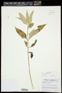 Helianthus tuberosus image