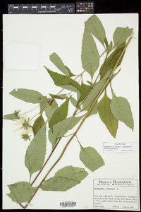 Helianthus decapetalus image