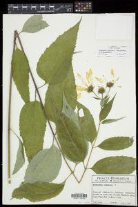 Helianthus decapetalus image