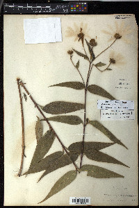 Helianthus divaricatus image