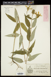 Helianthus strumosus image