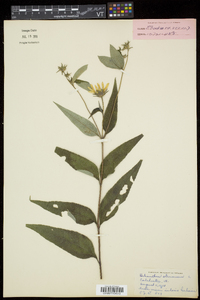 Helianthus strumosus image