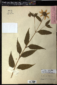 Helianthus decapetalus image