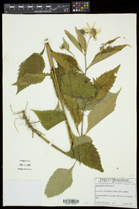 Helianthus decapetalus image