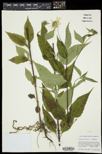 Helianthus decapetalus image