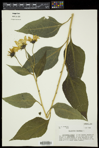 Helianthus tuberosus image