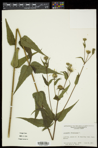 Helianthus divaricatus image