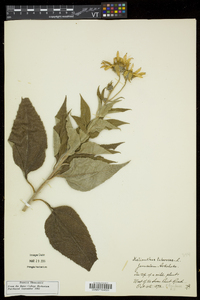 Helianthus tuberosus image