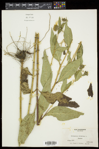 Helianthus strumosus image