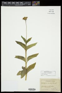 Heliopsis helianthoides var. scabra image