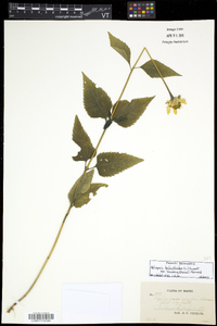 Heliopsis helianthoides var. scabra image